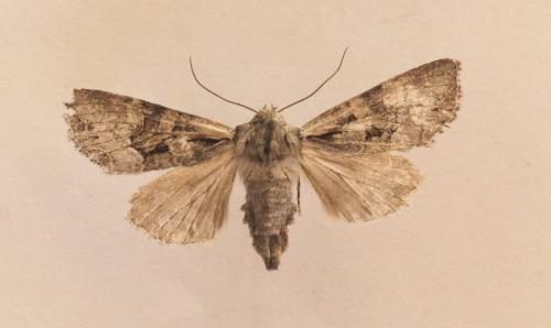 Lacanobia sp.